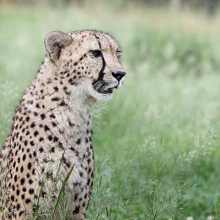 Emdoneni Lodge With Zululand Cat Conservation Project هلوهلوي المظهر الخارجي الصورة