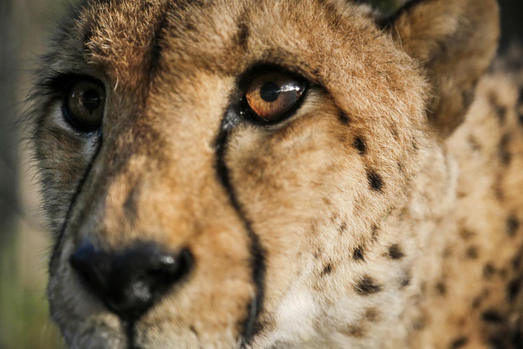 Emdoneni Lodge With Zululand Cat Conservation Project هلوهلوي المظهر الخارجي الصورة